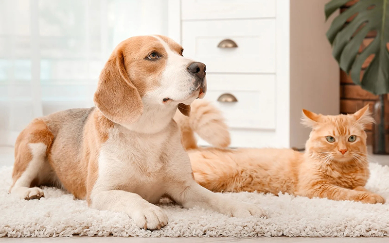 Pets and Animals